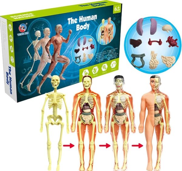 3D Human Body Model (Full)